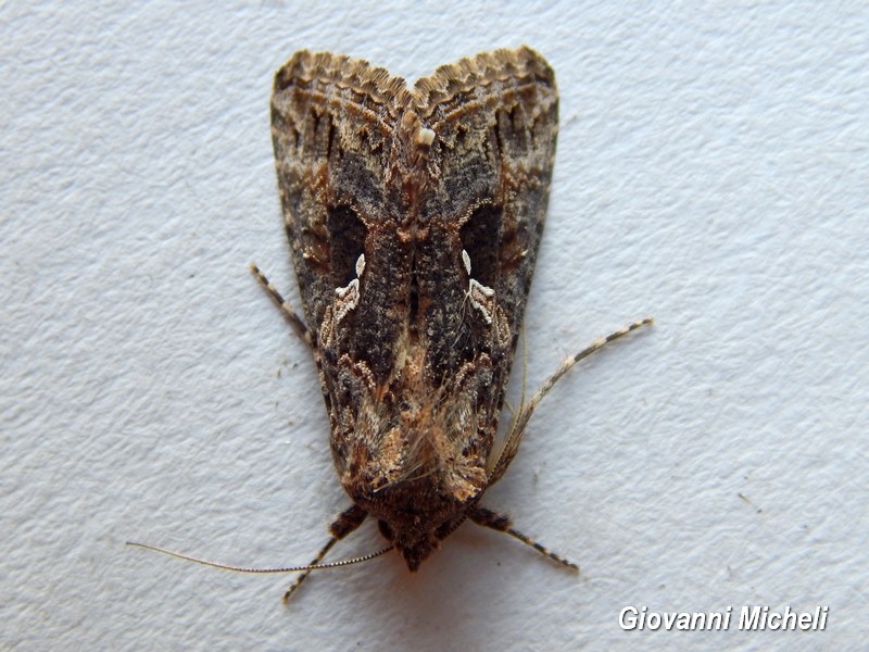 Serie di Falene da confemare